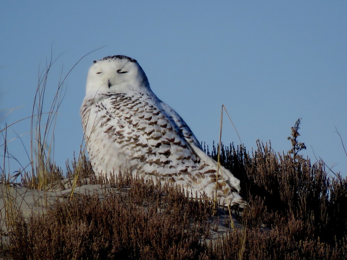 Snowy Owl - ML135264811