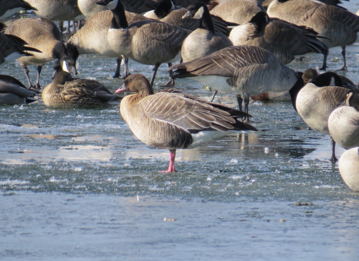 Pink-footed Goose - ML135270091