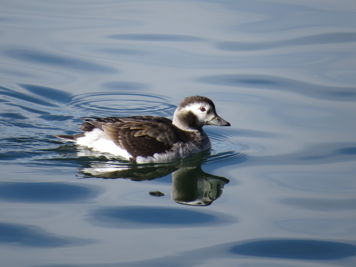 Long-tailed Duck - ML135270121