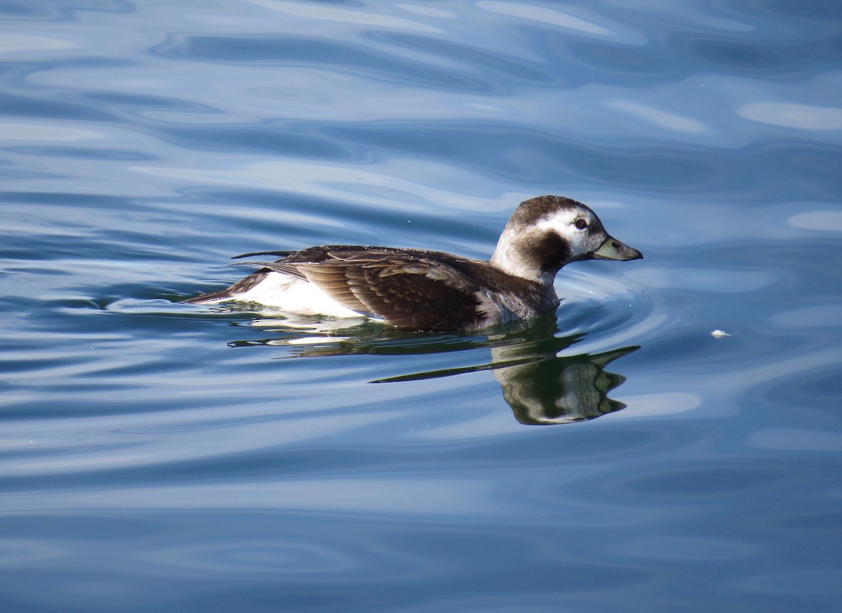 Long-tailed Duck - ML135270131