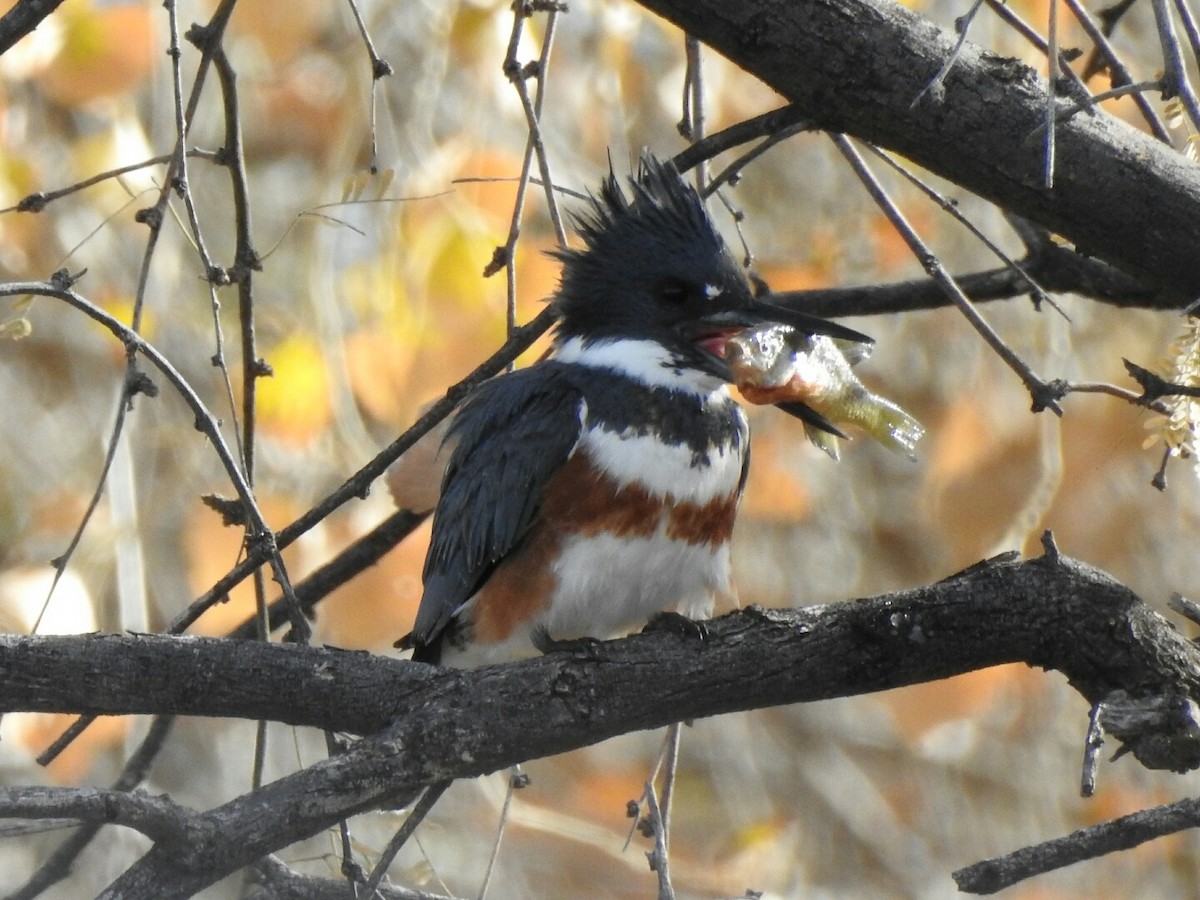 Belted Kingfisher - ML135272881