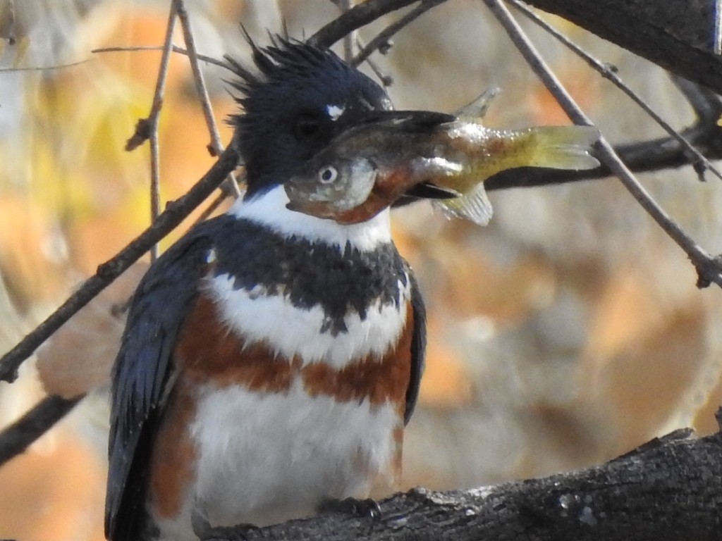 Belted Kingfisher - ML135272941