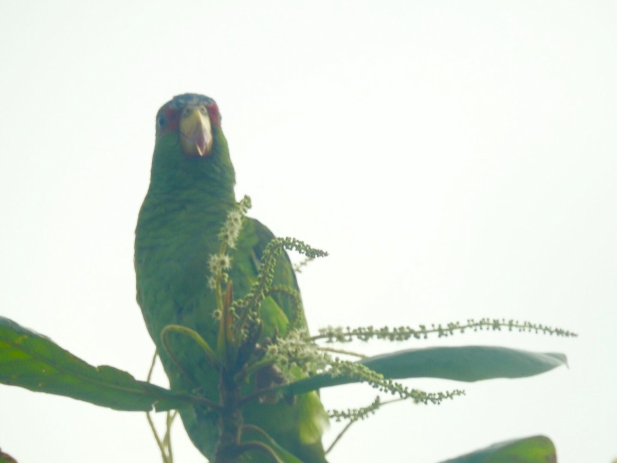 White-fronted Parrot - ML135273961