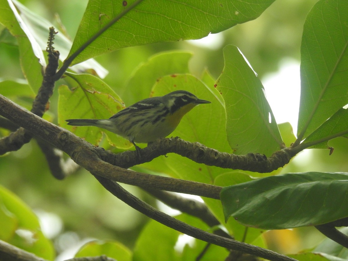 Yellow-throated Warbler - Bruce Hoover