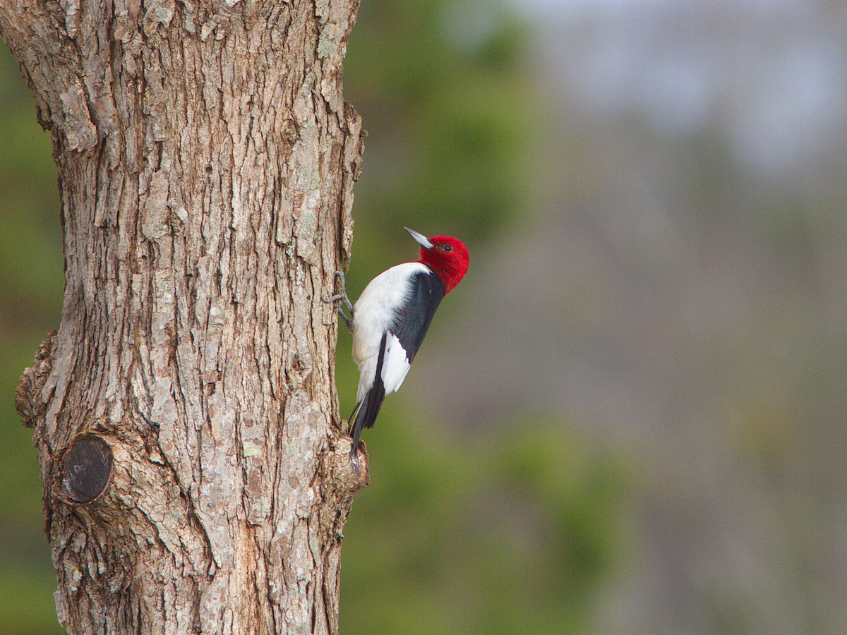 Red-headed Woodpecker - Stan Chapman