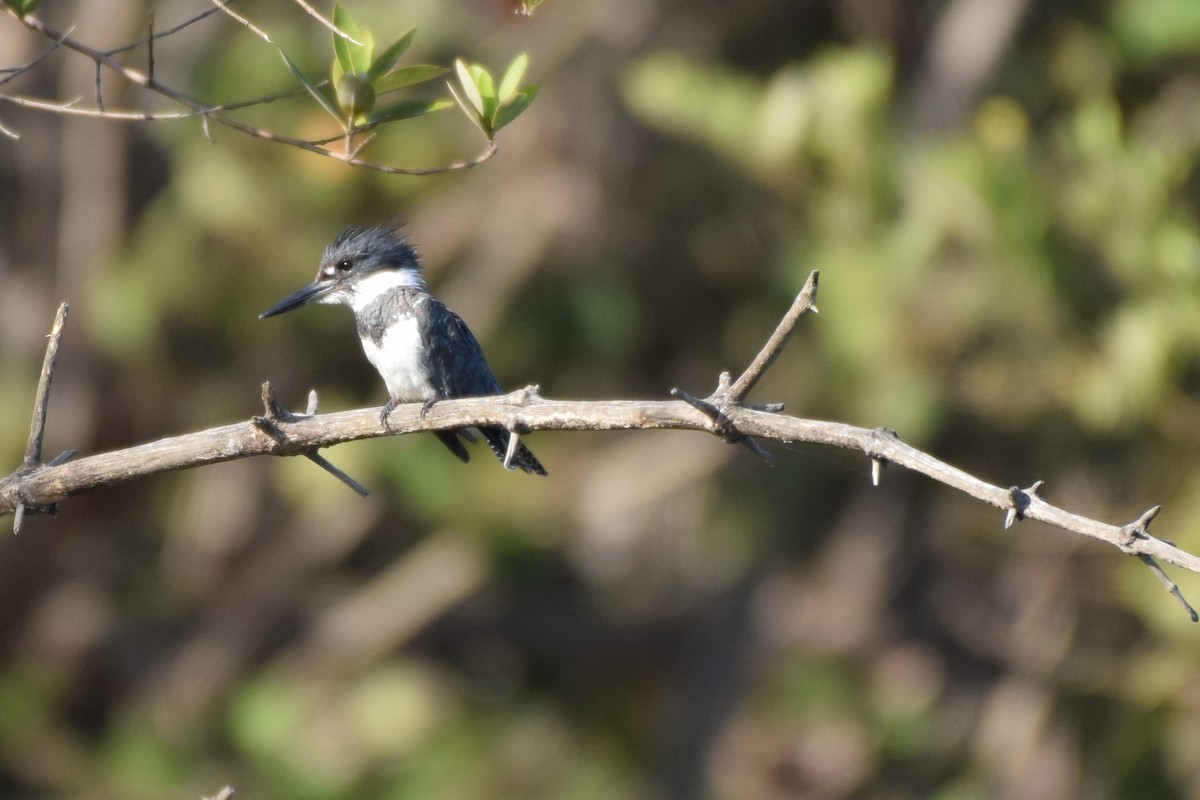 Belted Kingfisher - ML135275801