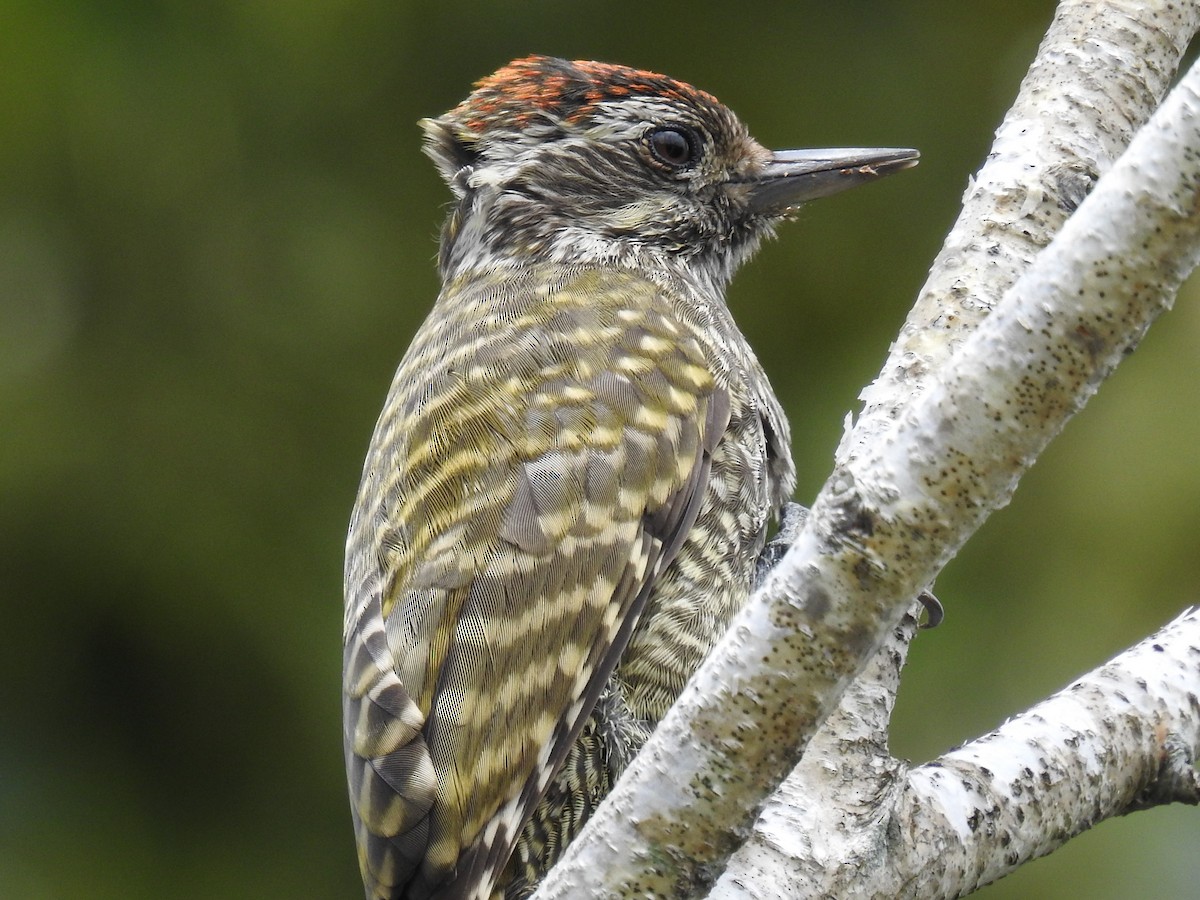 White-spotted Woodpecker - Víctor Sánchez