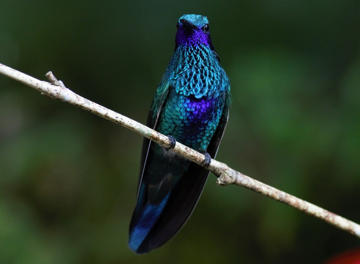 kolibřík modrolící - ML135277311
