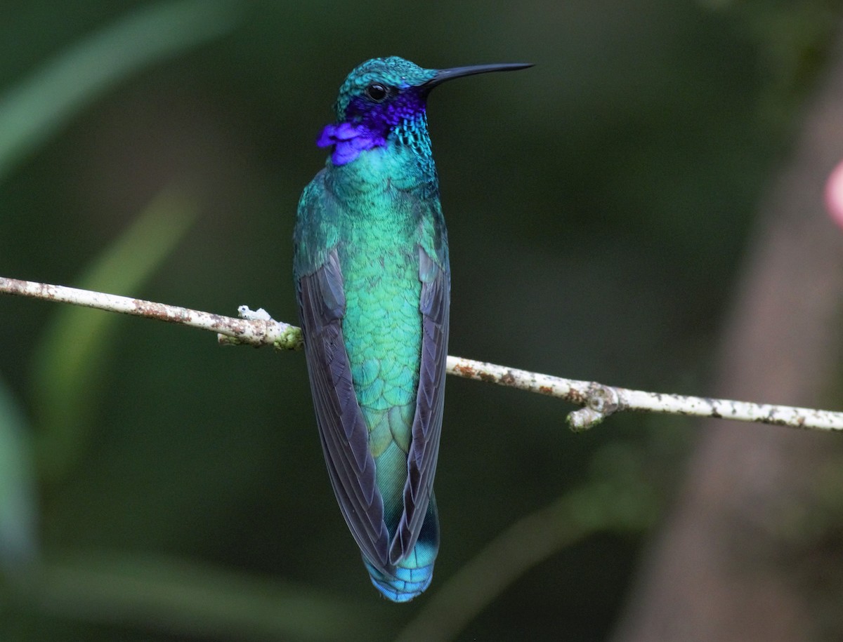 kolibřík modrolící - ML135277321