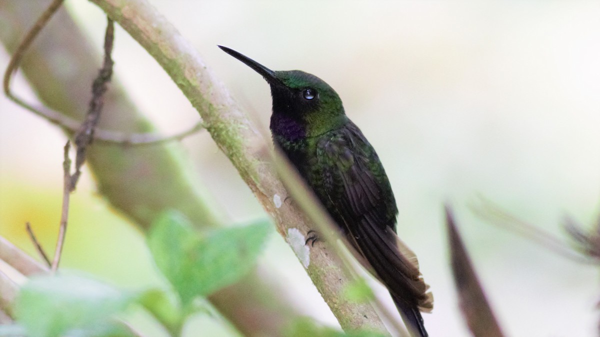 kolibřík zelenoprsý - ML135277491