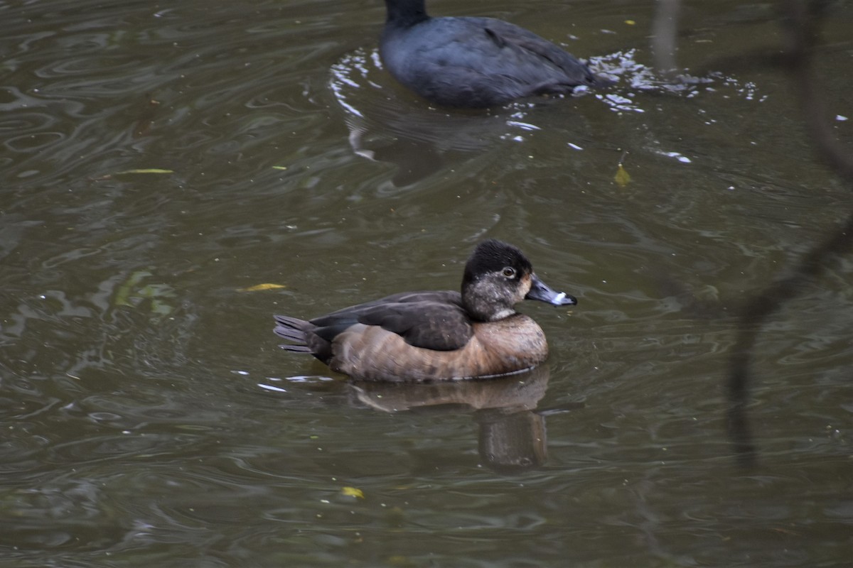 Ring-necked Duck - ML135277611