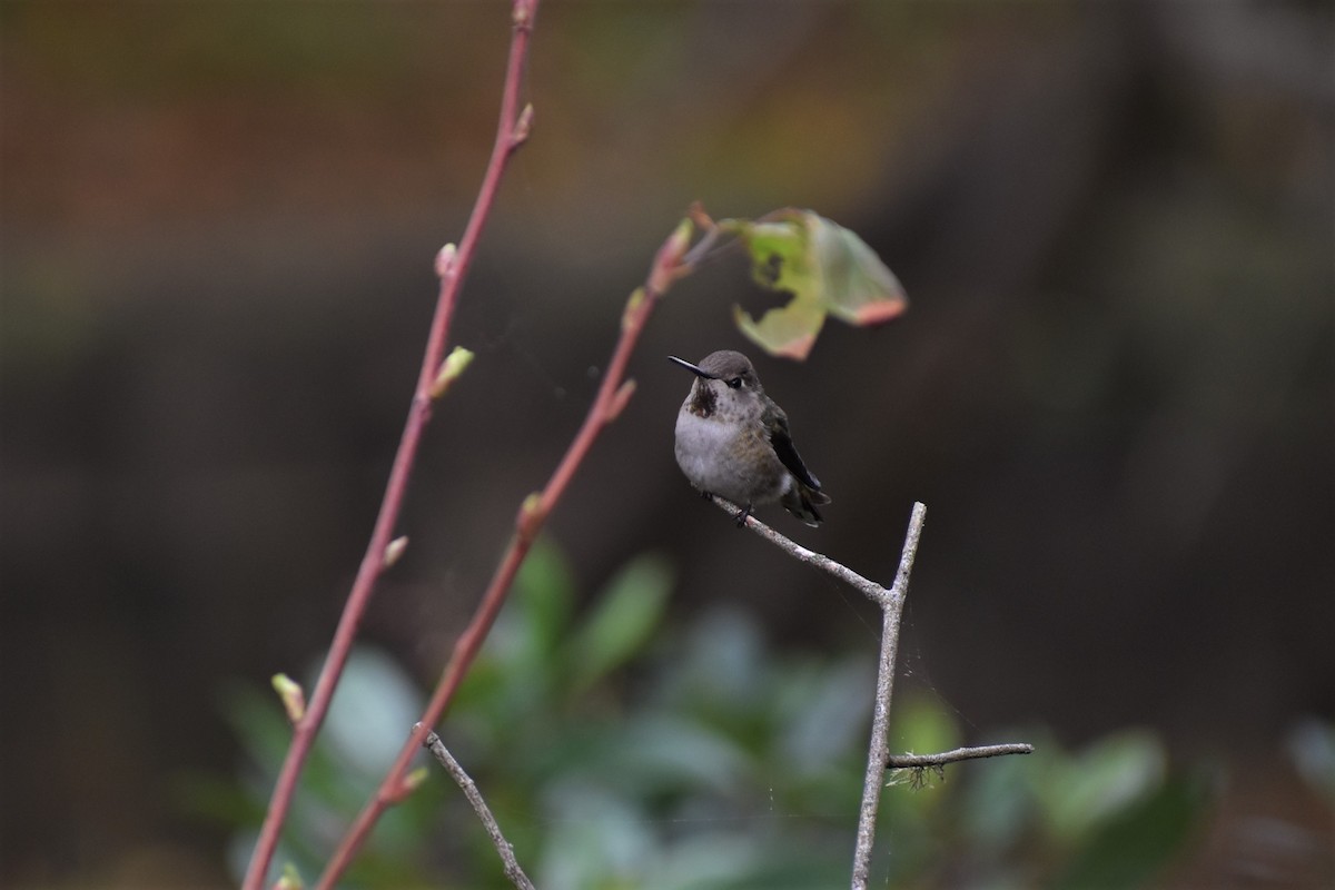 Anna's Hummingbird - ML135277711