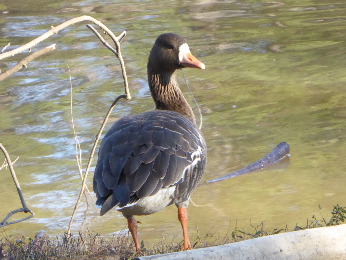 Greater White-fronted Goose - Bill Johnson
