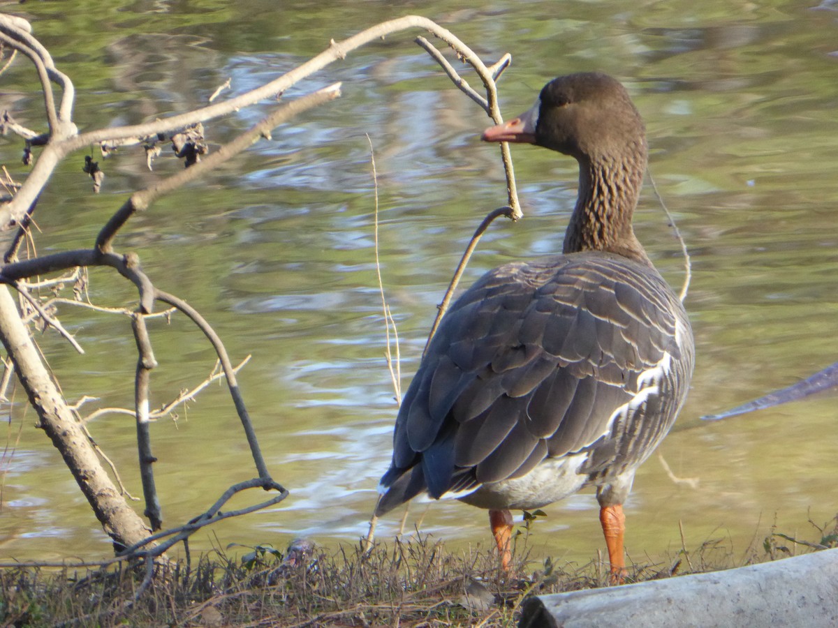 Greater White-fronted Goose - ML135278321