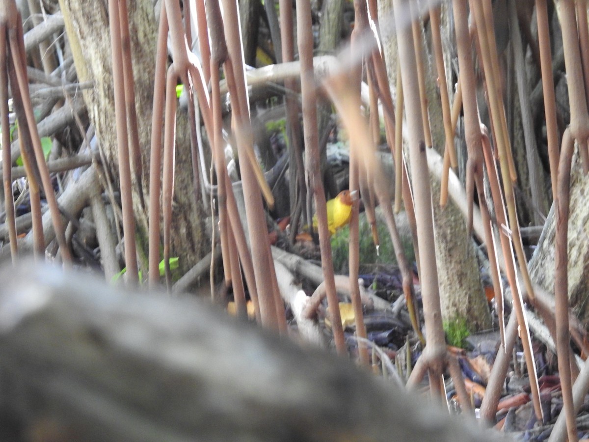 Yellow Warbler (Mangrove) - ML135279151