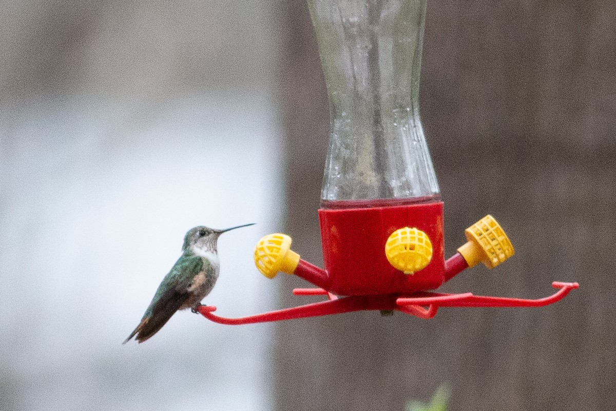 Broad-tailed Hummingbird - ML135282241