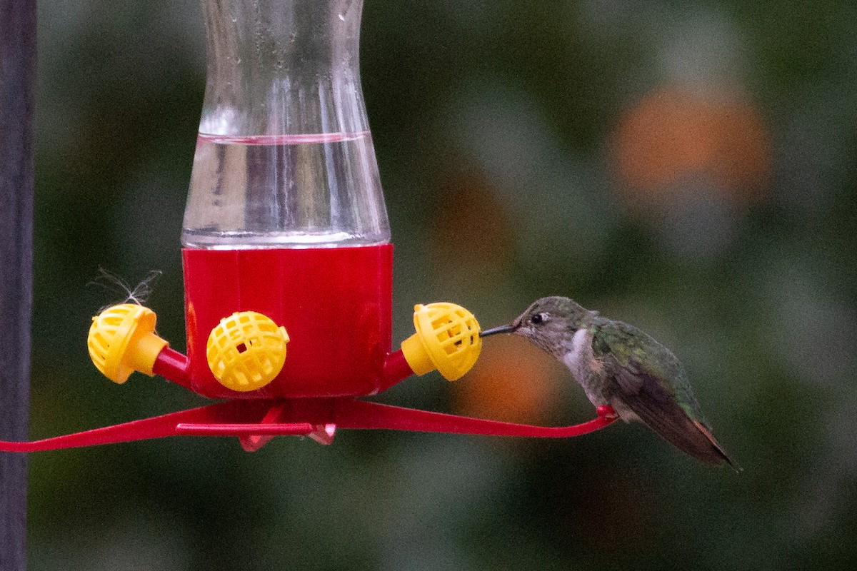 Broad-tailed Hummingbird - Jeff O'Connell
