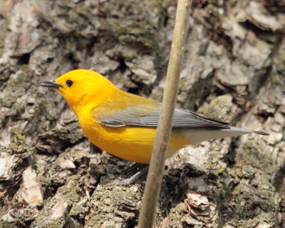 Prothonotary Warbler - jan liang
