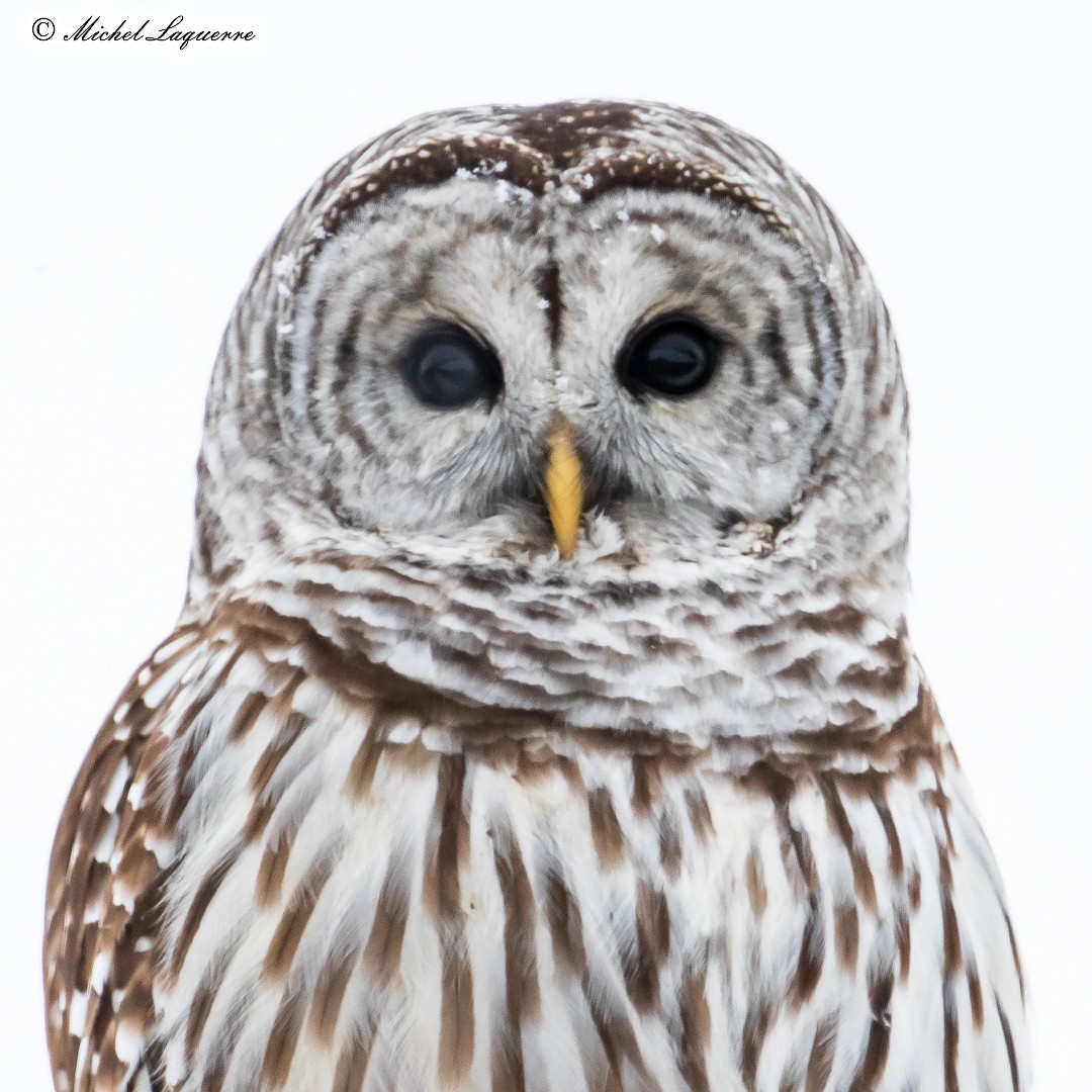Barred Owl - Michel Laquerre