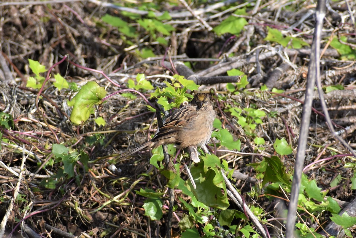Golden-crowned Sparrow - ML135282771