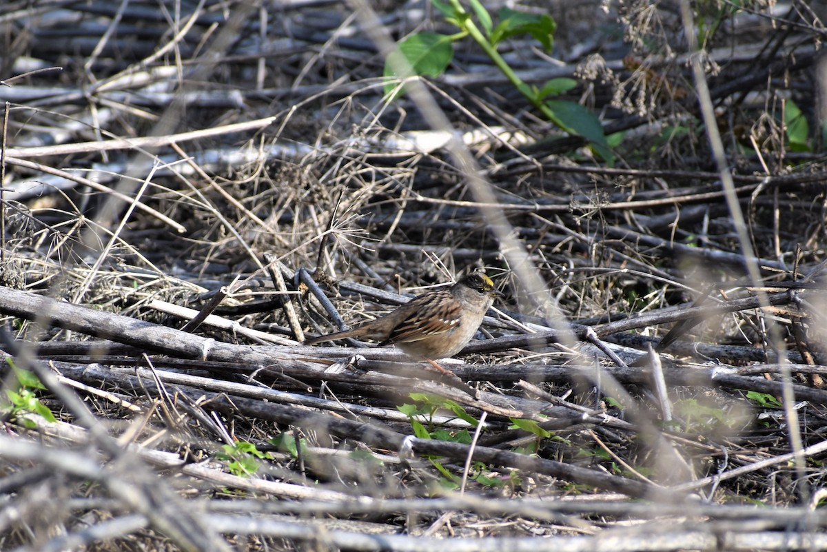 Golden-crowned Sparrow - ML135282791