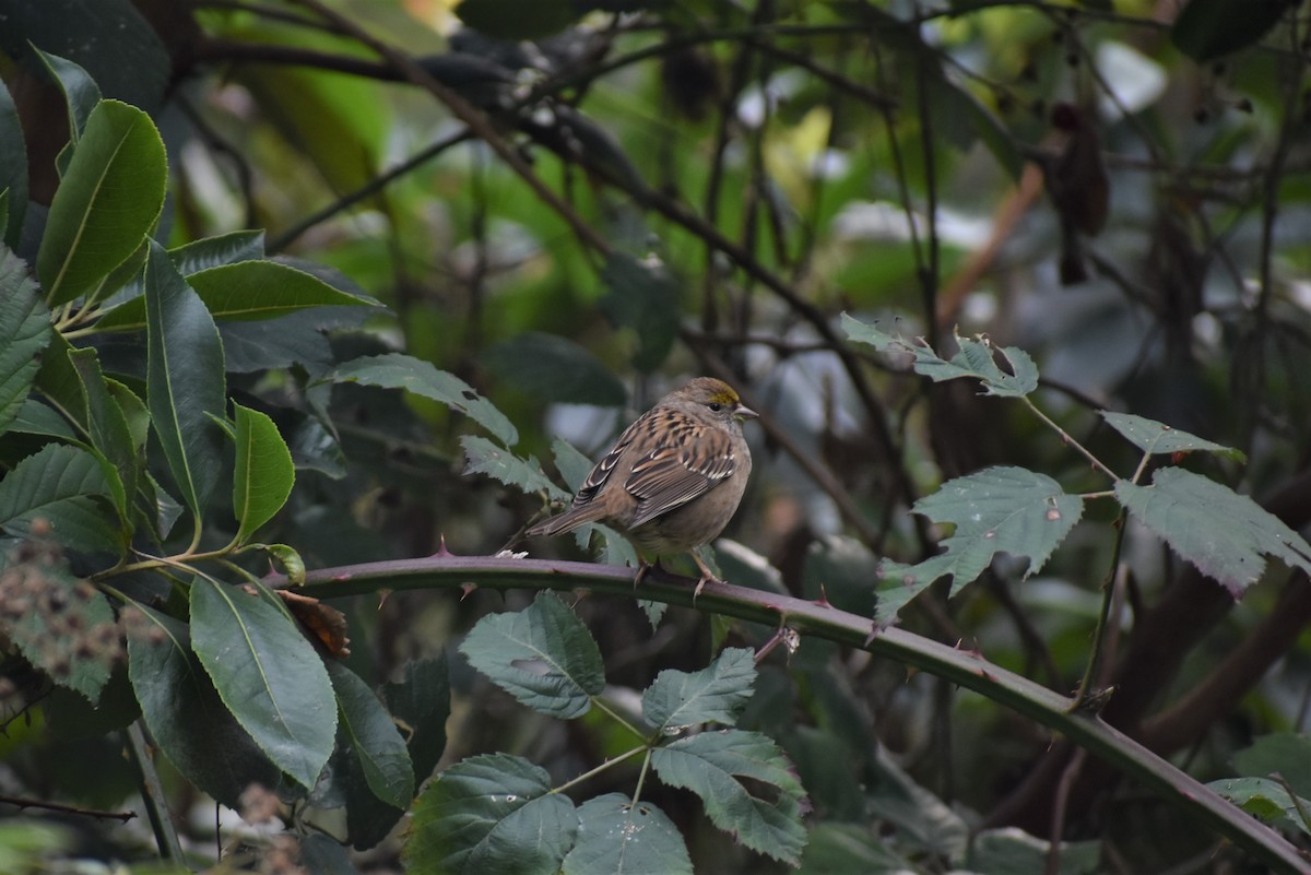 Golden-crowned Sparrow - Parker Bradley