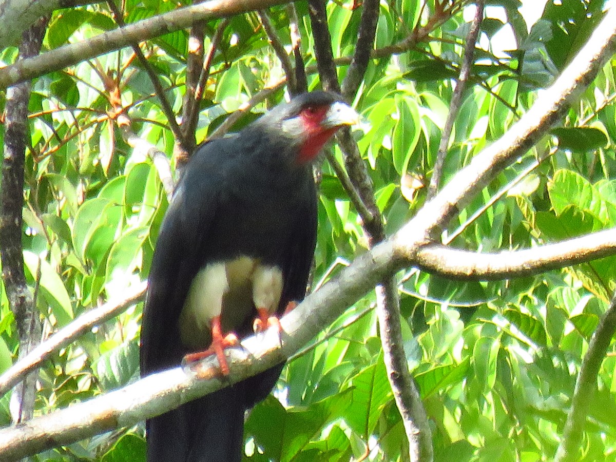 Red-throated Caracara - Anonymous