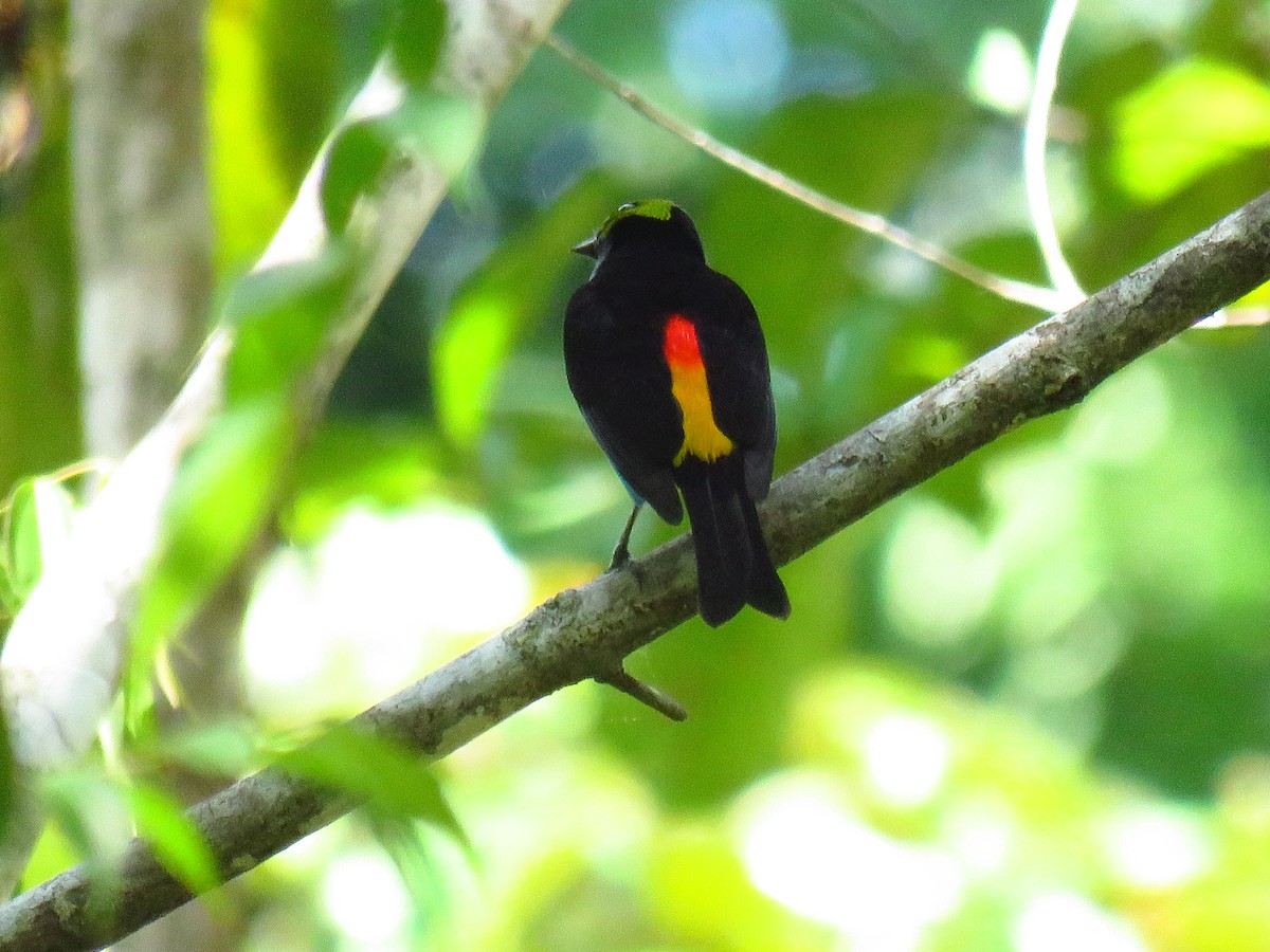 Paradise Tanager - Anonymous