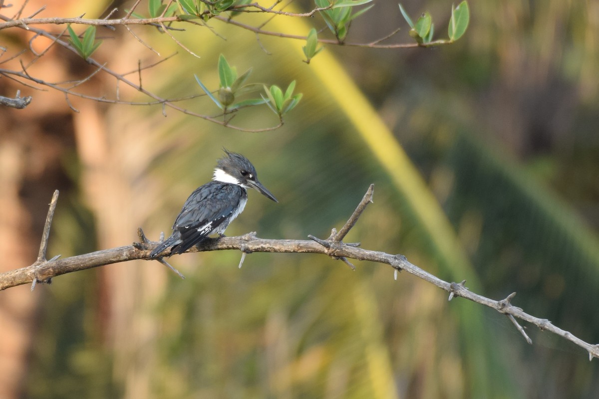 Belted Kingfisher - ML135288761