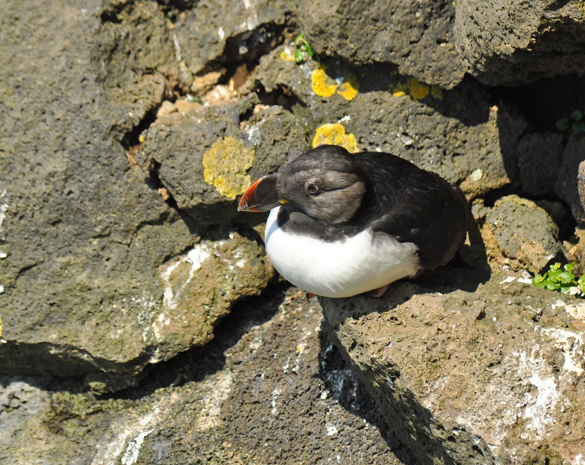 Horned Puffin - ML135290061