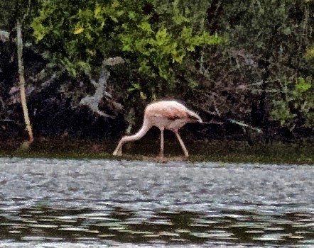 Chilean Flamingo - Richard Wolfert
