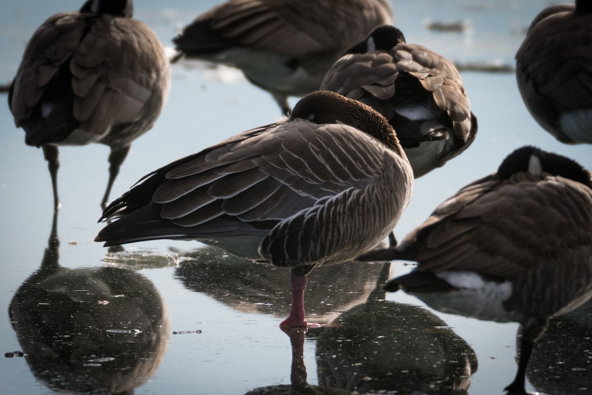 Pink-footed Goose - Preston Sowell