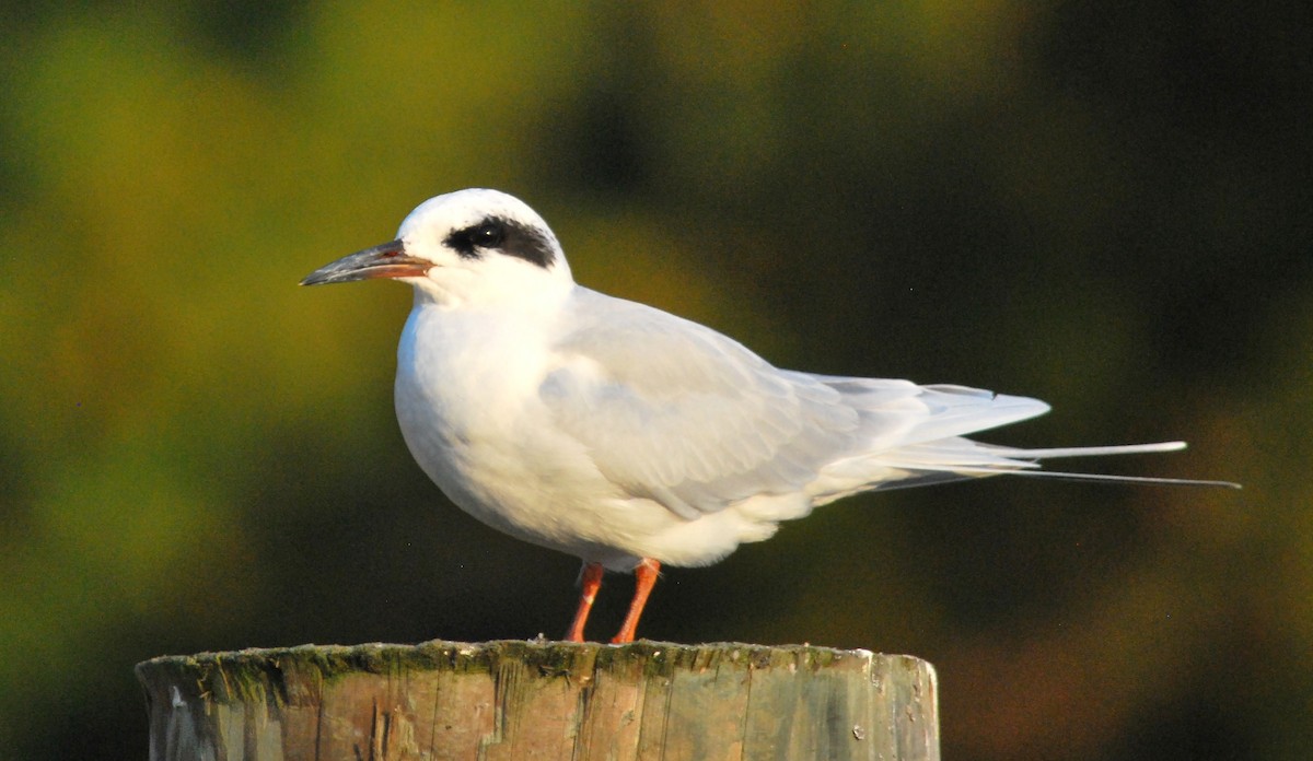 Forster's Tern - Keith Gregoire
