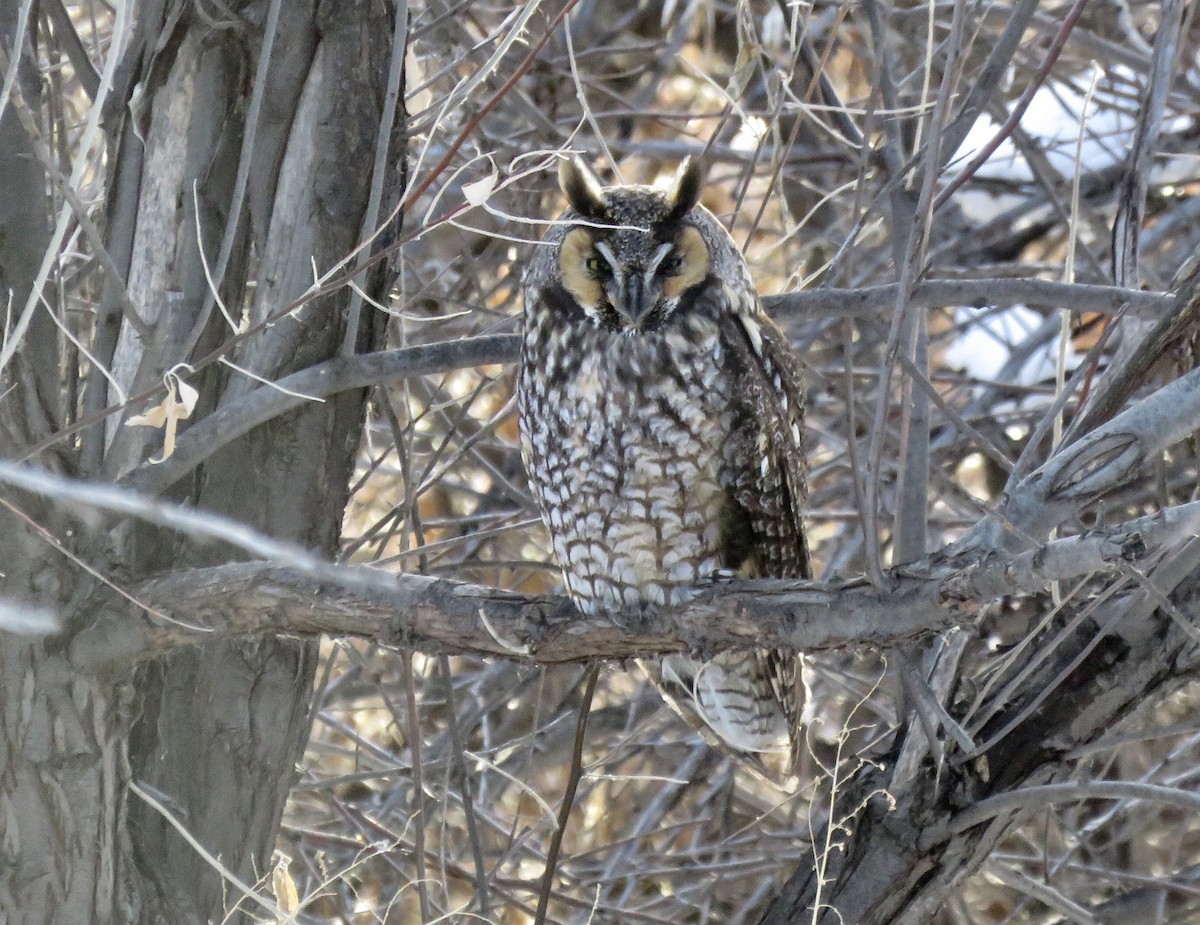 Long-eared Owl - ML135295441