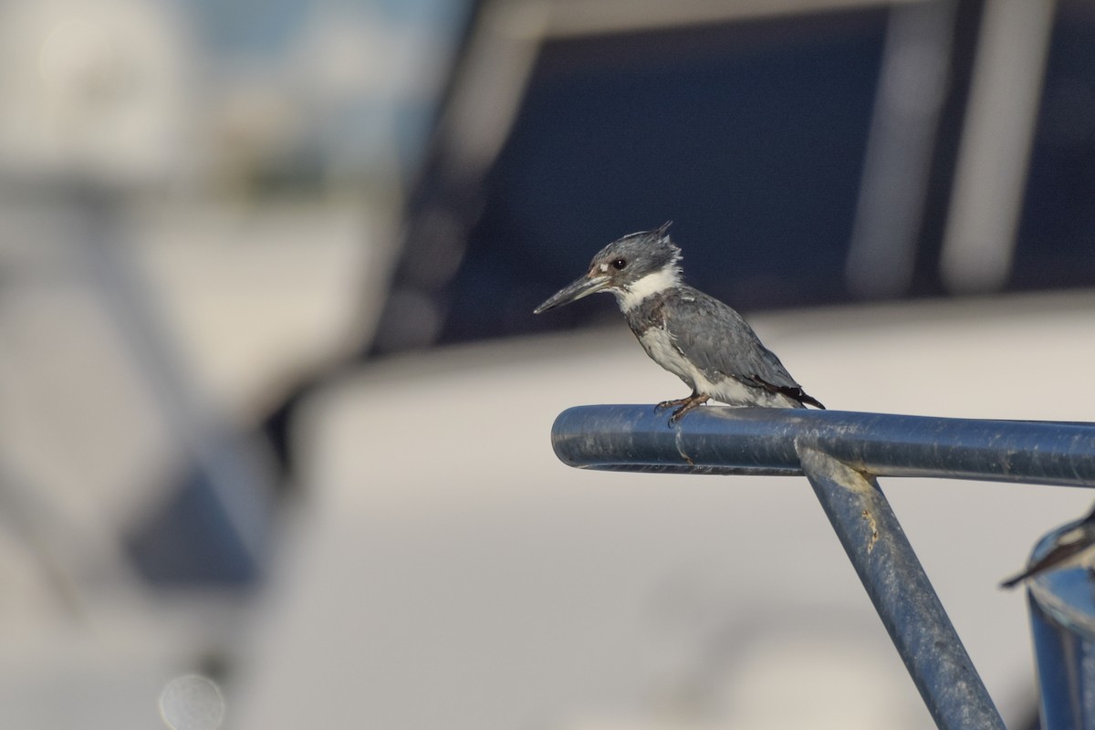 Belted Kingfisher - ML135295881