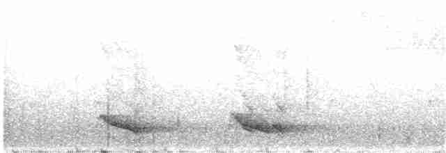 ヒゴシツリスドリ - ML135301061