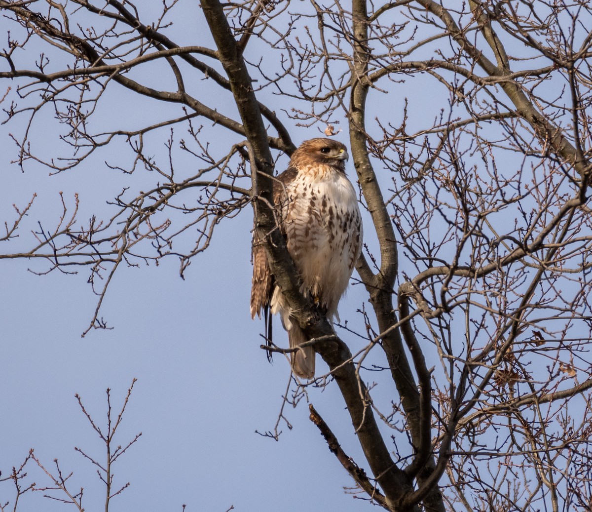 Red-tailed Hawk - ML135301191
