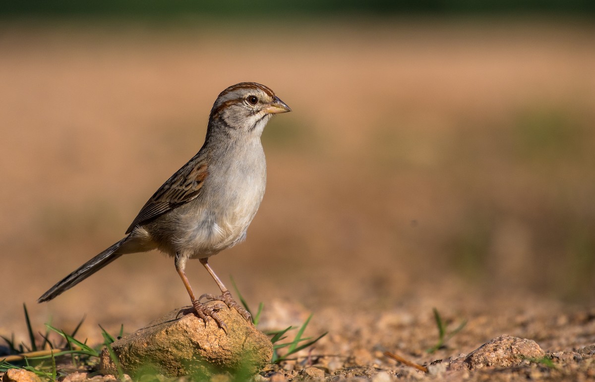 Rufous-winged Sparrow - ML135306231