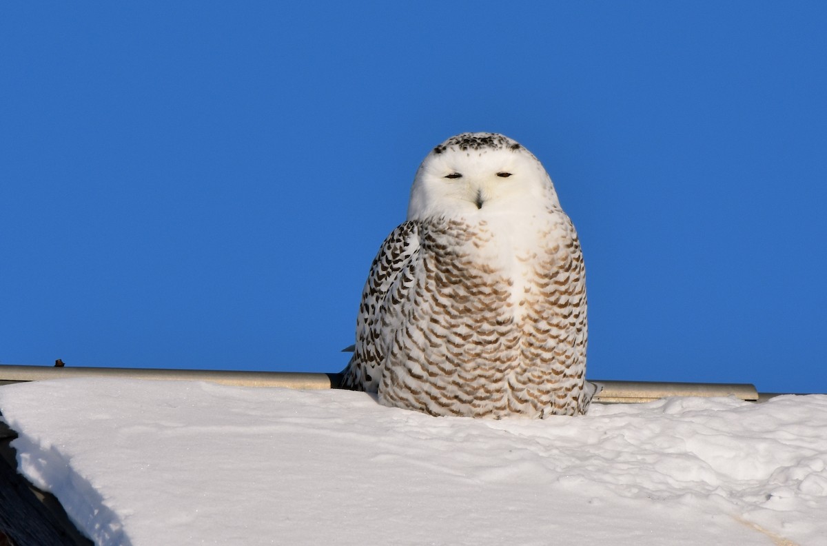 Snowy Owl - Benoit Goyette