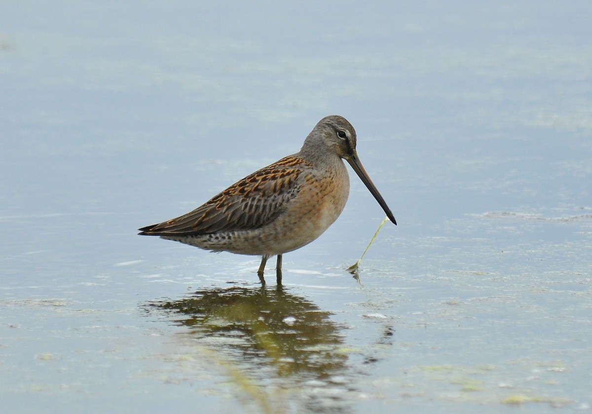 Long-billed Dowitcher - ML135308301