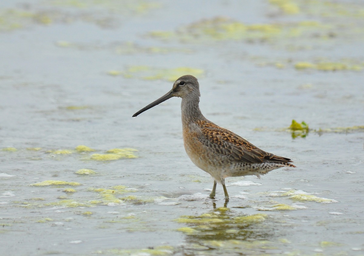 Long-billed Dowitcher - Ryan O'Donnell