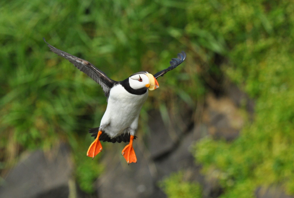 Horned Puffin - ML135309011