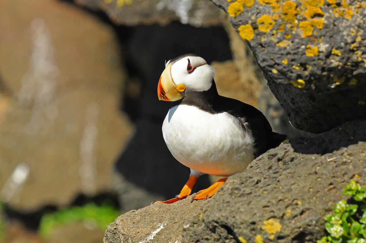 Horned Puffin - ML135309181