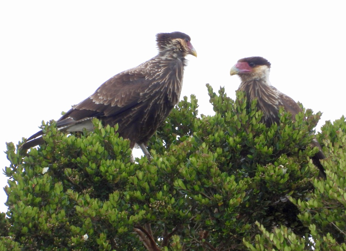 Crested Caracara (Southern) - ML135312071