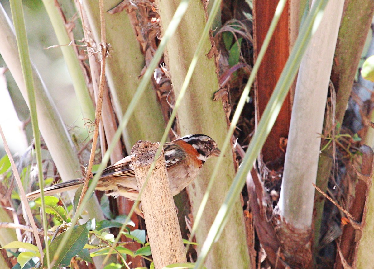 Rufous-collared Sparrow - ML135312271