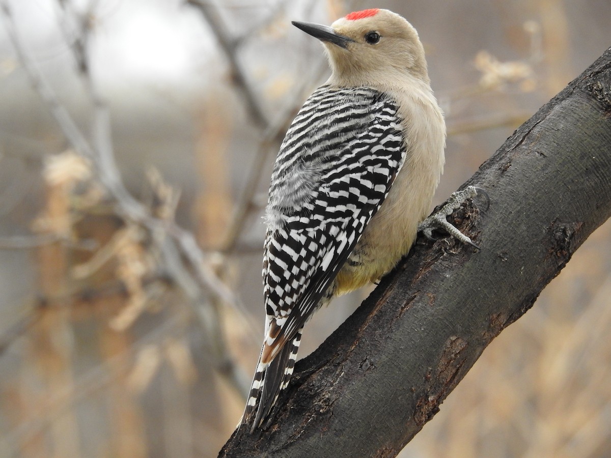 Gila Woodpecker - ML135313201