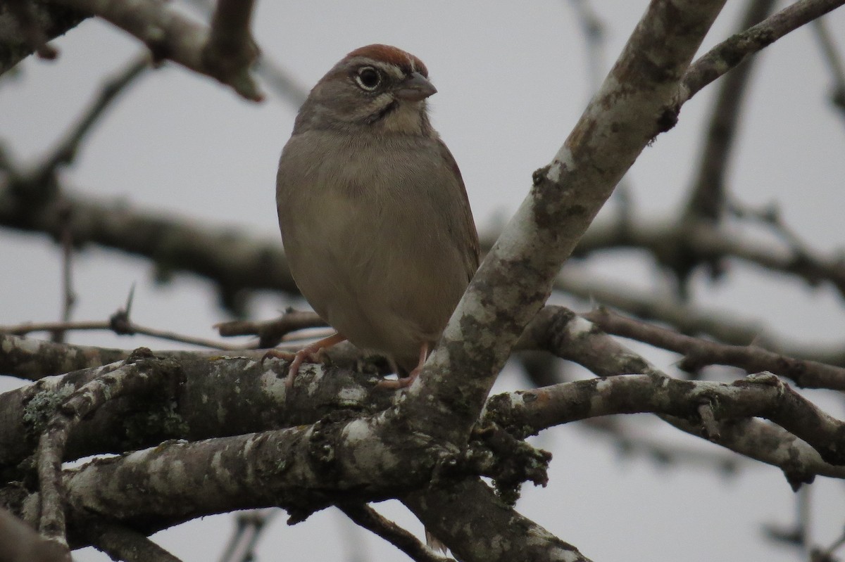 Rufous-crowned Sparrow - ML135313391