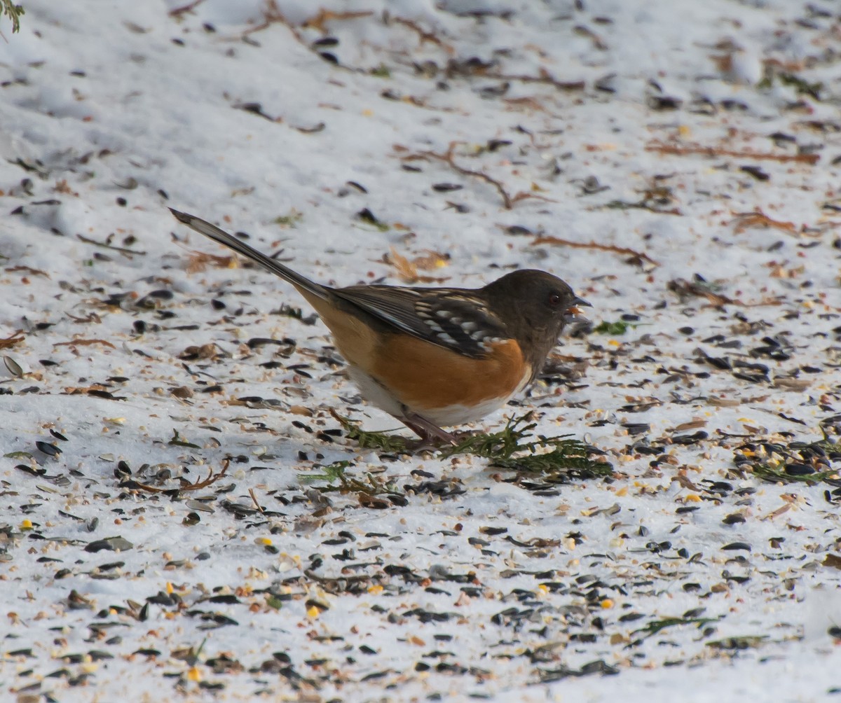 Spotted Towhee - ML135314571