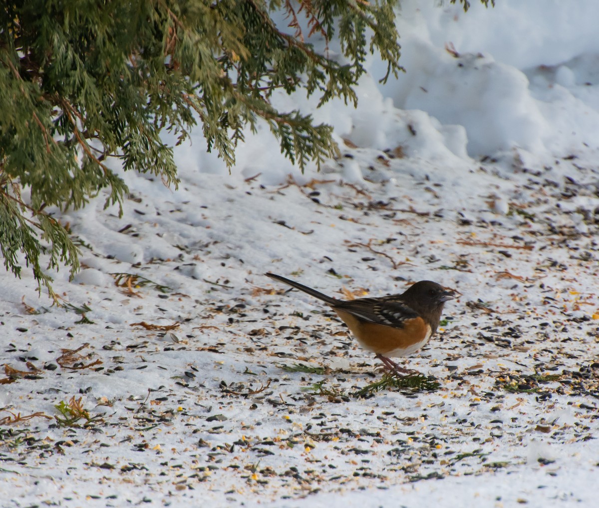 Spotted Towhee - ML135314691
