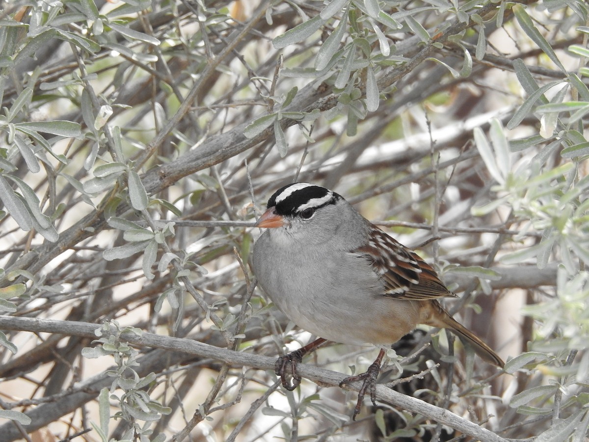 White-crowned Sparrow - Richard A Fischer Sr.
